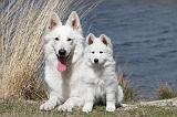 BERGER BLANC SUISSE - ADULTS ET PUPPIES 006